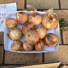 新玉ねぎ8個（小玉）