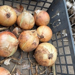 新玉ねぎ8個（小玉）の画像