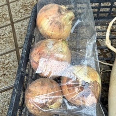 新玉ねぎ8個（小玉）の画像