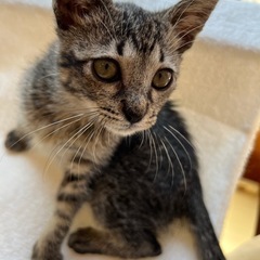 マオ♂〜人懐っこい子猫〜