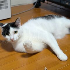 触って！触って！のアピール猫（マオ）ちゃん。