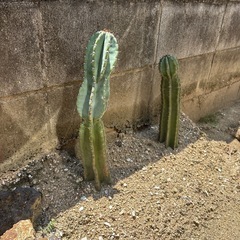 サボテン🌵の画像