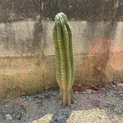 サボテン🌵の画像