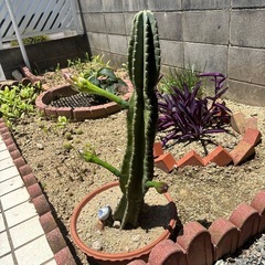 サボテン🌵