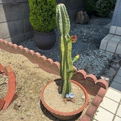 サボテン🌵の画像