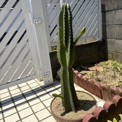 サボテン🌵の画像
