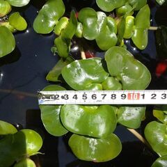 ☆　ホテイ草　５個１セット100円 (約10㎝～11ｃｍ)　限定5セット　☆の画像