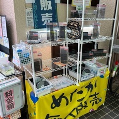 めだか　5匹　500円〜