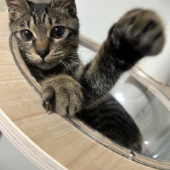 甘えん坊 1歳 オス猫