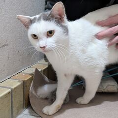 ぱっつん♪ もみあげ♪ ヘアスタイルが可愛い、豆大福くん