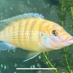 熱帯魚　ゴールデンゼブラシクリッド