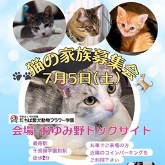 猫ちゃんの家族募集会
