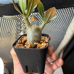 アデニウム　オベスム