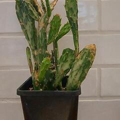 斑入りウチワサボテン　プラ角鉢