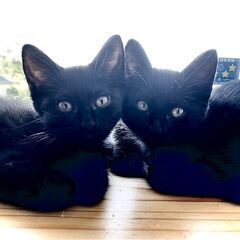 4月6日生まれの可愛い子猫たちの新しい家族を探しています