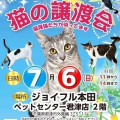 保護猫の譲渡会