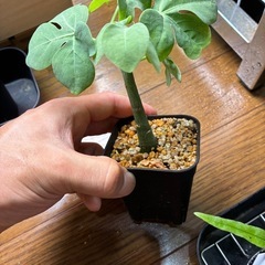 アデニアグラウカ　差し木