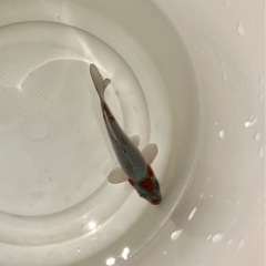 錦鯉　1匹の画像