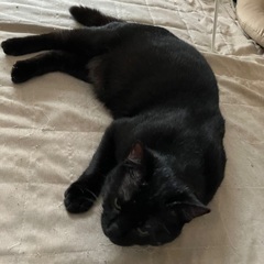 少しかぎしっぽの男の子
