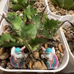 姫厳竜🌵阿修羅アガベ