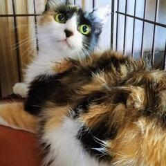 三毛長毛♡麗しのココちゃん