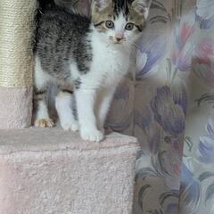 子猫 キジシロ？サバシロかも？男の子