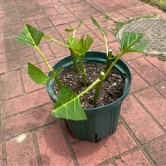 アジサイ挿し穂の画像