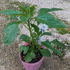 野菜の苗の画像