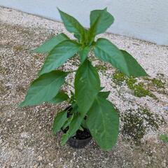 野菜の苗の画像