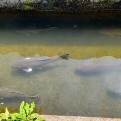 土地・下見限定でお値引致します🌸（円座小・香東中学校区）の画像