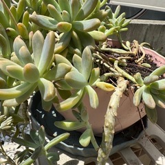 盛り盛り多肉植物、多肉植物植え②の画像