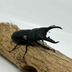 ①大型　国産ヒラタクワガタ　６２ｍｍの画像