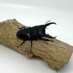 ①大型　国産ヒラタクワガタ　６２ｍｍの画像