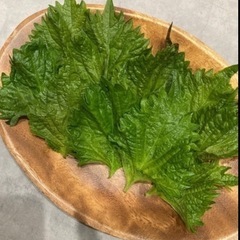 無農薬無添加　朝採れ大葉10枚