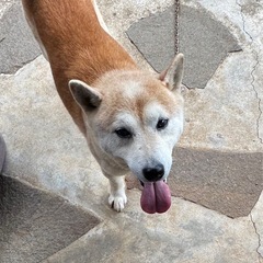 ˚✧₊二重がキュートなイケメン柴犬里親様募集⁎⁺˳✧༚