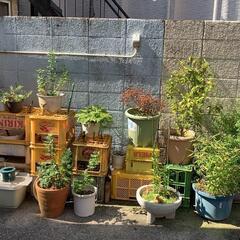 鉢植えまとめてお譲りします
