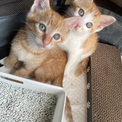 子猫　保護猫　7週目位の子猫　6/15に保護　茶白　オス