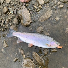 釣り仲間募集