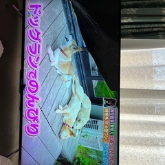 ※本日17時まで※テレビ無料の画像