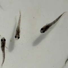 １2匹５００円　和墨リアルロングフィンメダカ　めだか　稚魚の画像