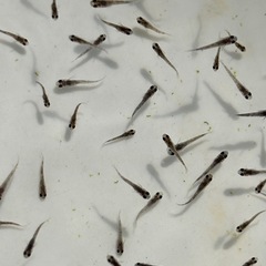 １2匹５００円　和墨リアルロングフィンメダカ　めだか　稚魚の画像
