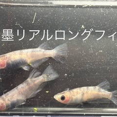 １2匹５００円　和墨リアルロングフィンメダカ　めだか　稚魚の画像