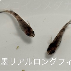 １2匹５００円　和墨リアルロングフィンメダカ　めだか　稚魚の画像