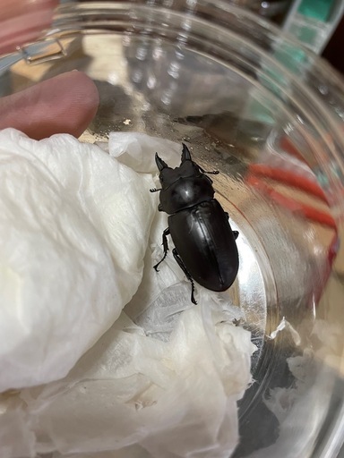 フルストルファーオウゴンオニクワガタ1ペア