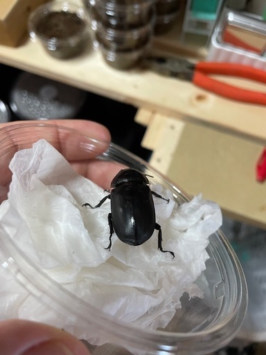 フルストルファーオウゴンオニクワガタ1ペア