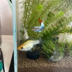 プラティ稚魚　熱帯魚の画像