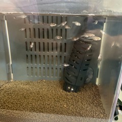 プラティ稚魚　熱帯魚の画像