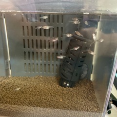 プラティ稚魚　熱帯魚の画像