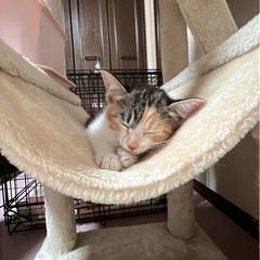 人懐っこい　ミケ猫ちゃん