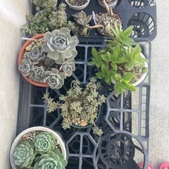 （取引中）多肉植物の画像